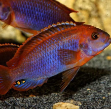 Cá Ali Lavender – Rusty Cichlid