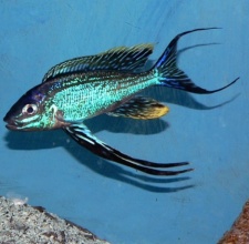 Cá Ali Lông Vũ – Featherfin Cichlid