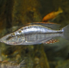 Cá Ali Mặt Ngựa Malawi - Compressiceps Cichlid