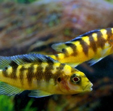 Cá Ali Ong Vàng – Bumblebee Cichlid