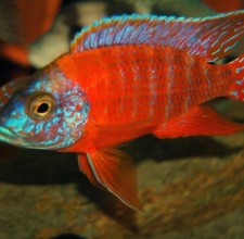 Cá Ali Peacock đỏ – Red Peacock Cichlid