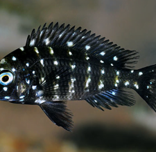 Cá Ali Sao – Duboisi Cichlid