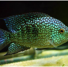 Cá Ali Texas Xanh - Green Texas Cichlid