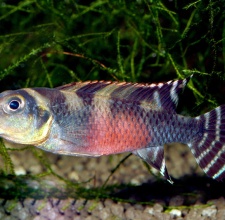 Cá ali Thằn Lằn - Nanochromis Cichlid