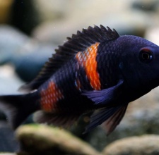 Cá Ali Tropheus Anh Đào – Tropheus Cherry Spot