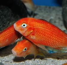 Cá ali Tropheus Red Bishop 