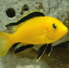 Cá Ali vàng - Electric Yellow Cichlids