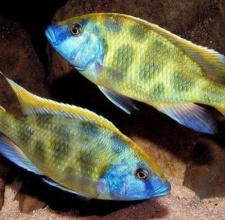 Cá Ali Venustus Cichlid