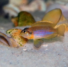 Cá Ali Vỏ Ốc – Gold Ocellatus Cichlid