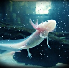 Cá Axolotl Khủng Long 6 Sừng