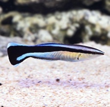 Cá Bác Sĩ - Cleaner Common Wrasse