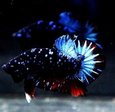 Cá Betta Black Blue Galaxy