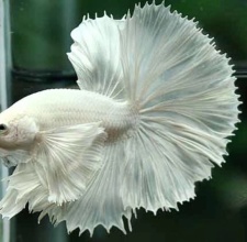 Cá betta Dumbo Halfmoon