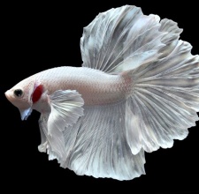 Cá Betta Dumbo White