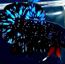 Cá Betta Galaxy Black Blue 