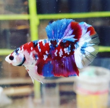 Cá Betta Koi Galaxy