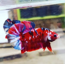 Cá Betta Koi Red Galaxy