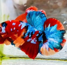 Cá Betta Koi Tiger