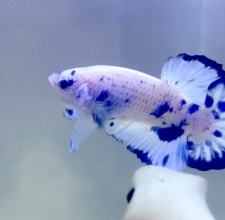 Cá Betta Marble Dot