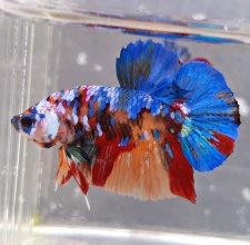 Cá Betta Multicolor