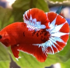 Cá Betta Red Fancy