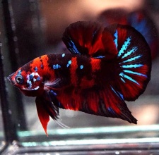 Cá Betta Red Galaxy