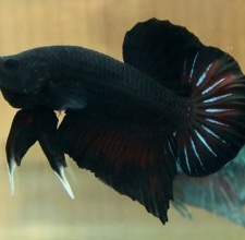 Cá Betta Super Black