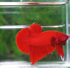 Cá Betta Super Red