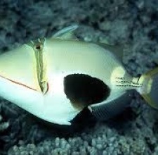 Cá Bò Mi Vẽ Blackpatch Triggerfish