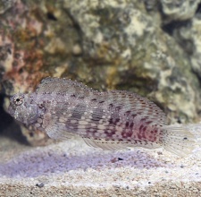 Cá Bống Ăn Rêu – Sailfin Algae Blenny