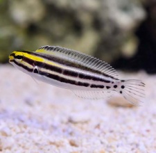 Cá Bống Sọc – Striped Blenny