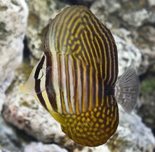 Cá Chim Dù Biển Đỏ – Desjardin’s Sailfin Tang