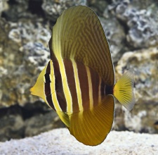 Cá Chim Dù – Sailfin Tang