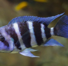 Cá Đầu Bò – Frontosa cichlid