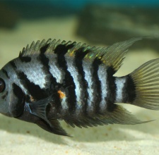 Cá Gấu Trúc – Black Convict Cichlid