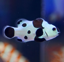 Cá Hề Bão Đen – Black Storm Clownfish