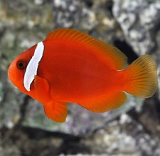 Cá Hề Cà Chua – Tomato Clownfish