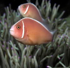 Cá Hề Hồng – Pink Skunk Clownfish