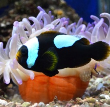 Cá Hề Ông Táo – Black Saddleback Clownfish