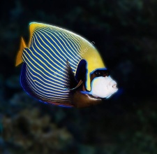 Cá Hoàng Đế Emperor Angelfish