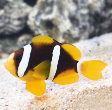 Cá Khoang Cổ – Clarkii Clownfish