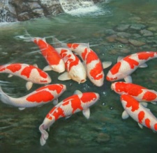 Cá Koi Kohaku