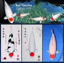 Cá Koi Tancho