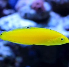 Cá Mó Chuối – Yellow Wrasse