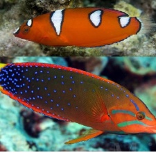 Cá Mó Đèn – Red Coris Wrasse