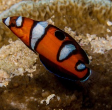 Cá Mó Hoàng Hậu – Formosa Wrasse