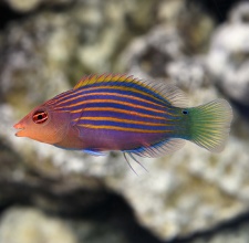 Cá Mó Tím Sixline - Six Line Wrasse