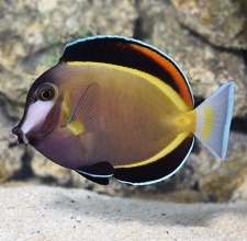 Cá Nẻ Điện – Powder Brown Tang