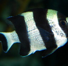 Cá Rô Đá – Three Four Stripe Damselfish