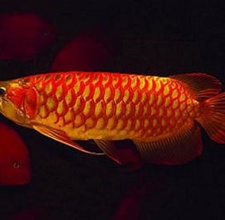 Cá Rồng Golden Red